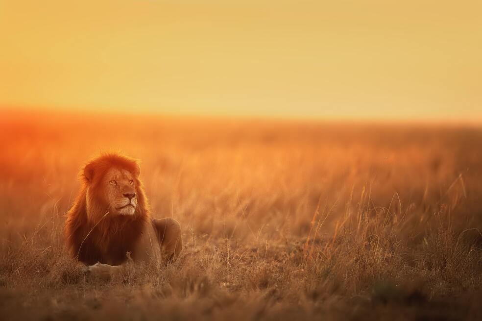Tres cachorros encontrados en Senegal dan esperanzas de salvar a leones en África
