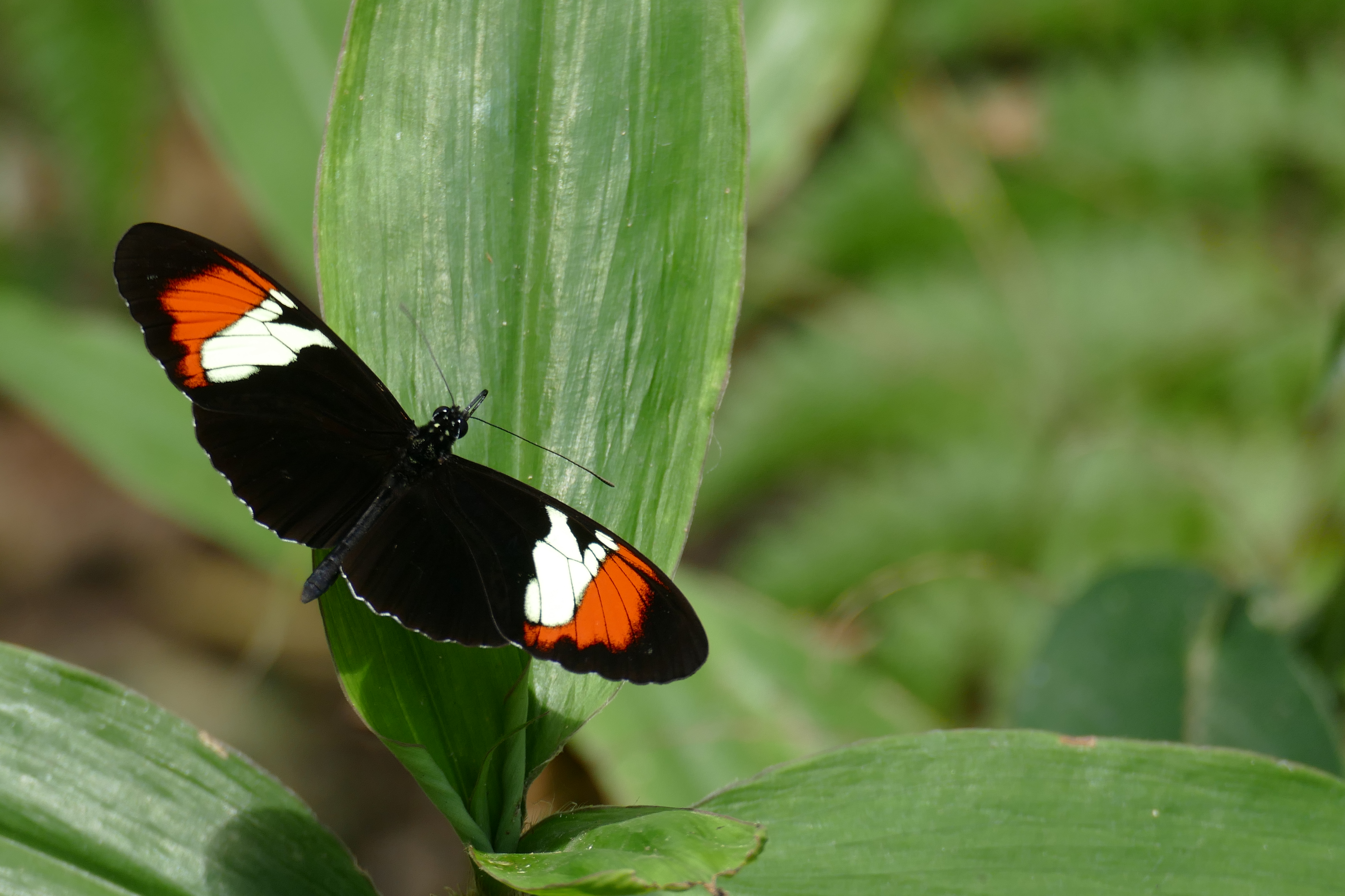 Resuelven el misterio de cómo las alas de las mariposas obtienen sus patrones coloridos