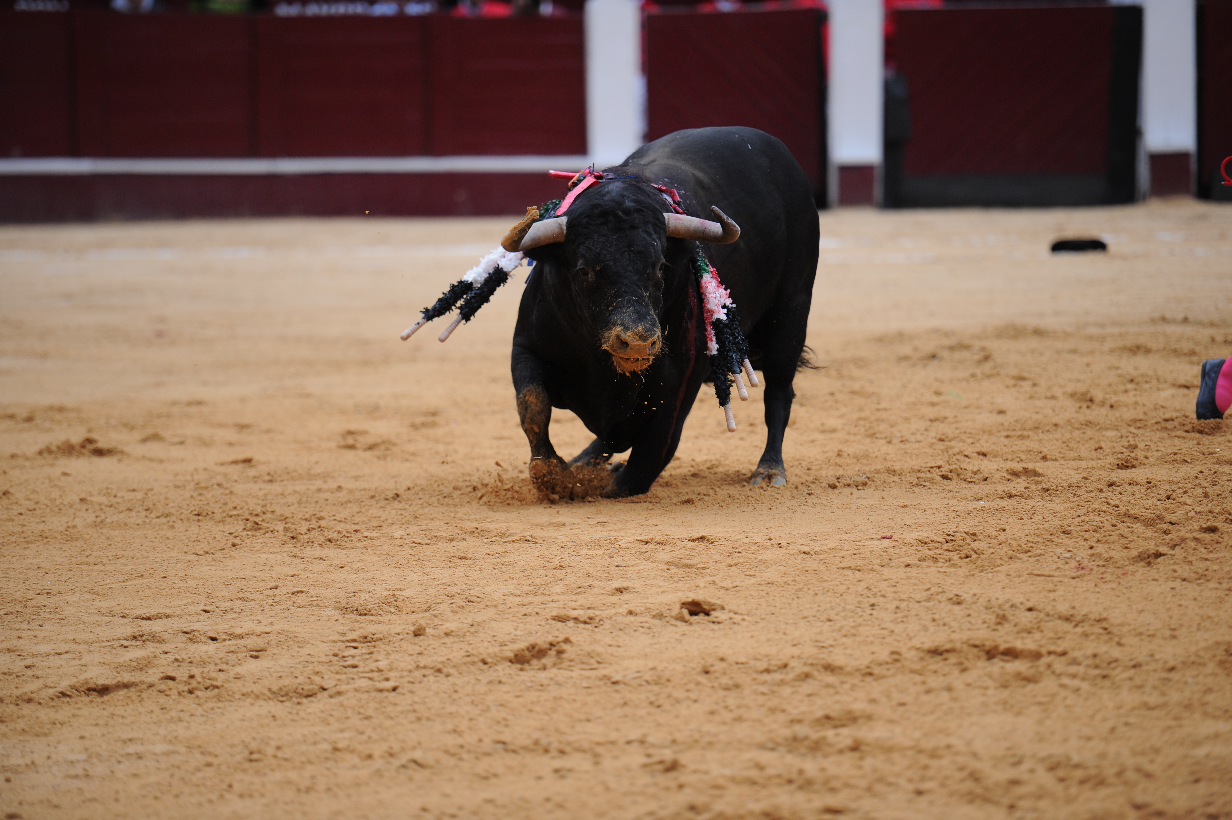 Procuraduría abre investigación a polémica corrida de toros en Barbosa, Santander
