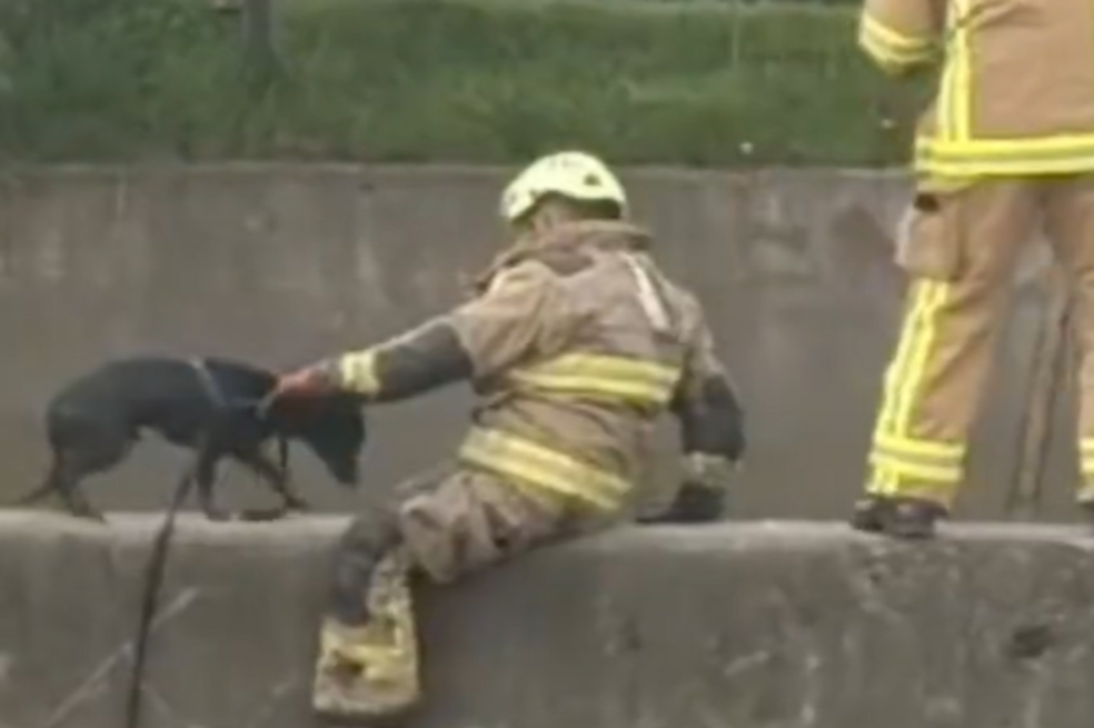 Bomberos rescatan perro y logran sacarlo de un canal de aguas negras en Bogotá