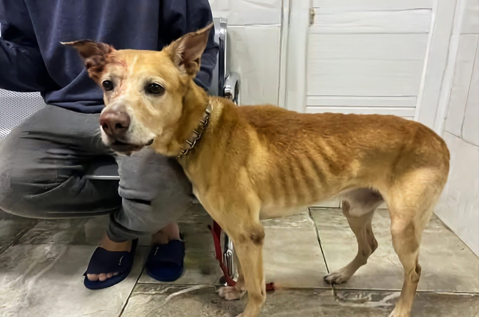Grave caso de maltrato animal en Valle: un hombre le dispara a su perro