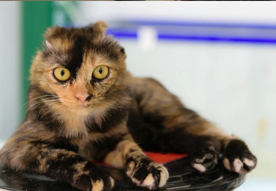 Así reaccionó Yuki, la gata sin orejas, al descubrir que ya no puede rascarse