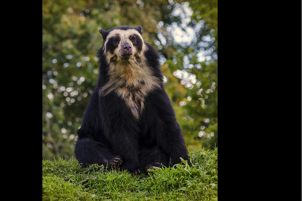 El porqué es grave que hayan matado un oso andino en Arauca
