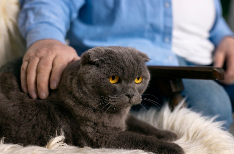 Así es la última etapa de vida de un gato