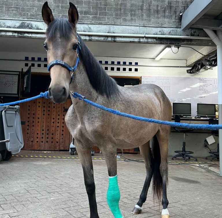 (VIDEO) Valentino, el caballo rescatado por Jhonny Rivera, recibió el alta médica