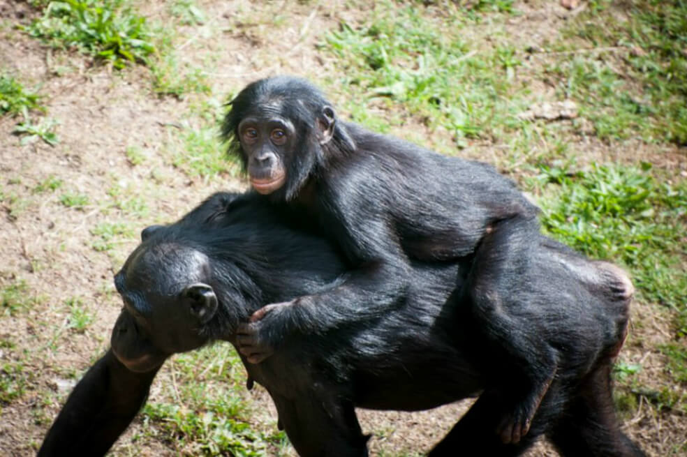 Ante las amenazas de otros grupos, los chimpancés se unen, como los humanos
