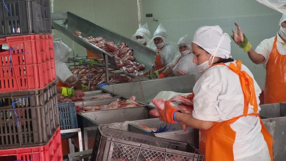 Una de las apuestas centrales de los firmantes de paz es la comercialización de pescado.