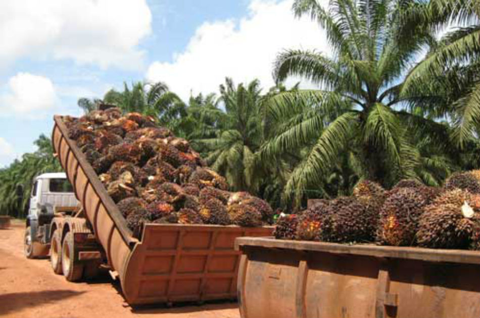 Honduras exportará $US400 millones en aceite palma africana en 2013