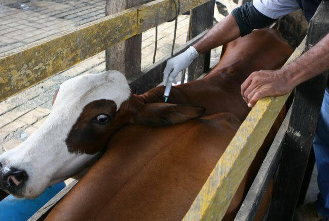 Se levanta cuarentena por la fiebre aftosa en La Guajira