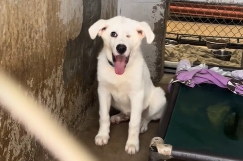 Así fue el increíble cambio de un perrito tras 432 días de soledad en un refugio