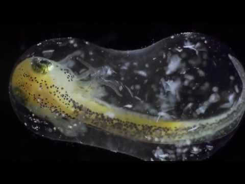 El documental que en seis minutos atrapó la magia de la vida (video)