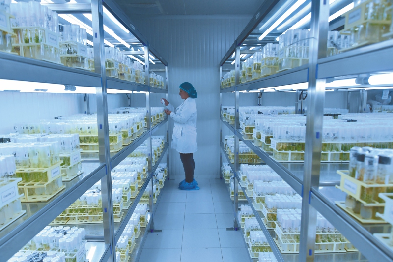 Colombia cuenta con tres bancos de germoplasma. El vegetal tiene más de 36.000 accesiones de 275 especies distintas, entre papas, granos y otros cultivos.