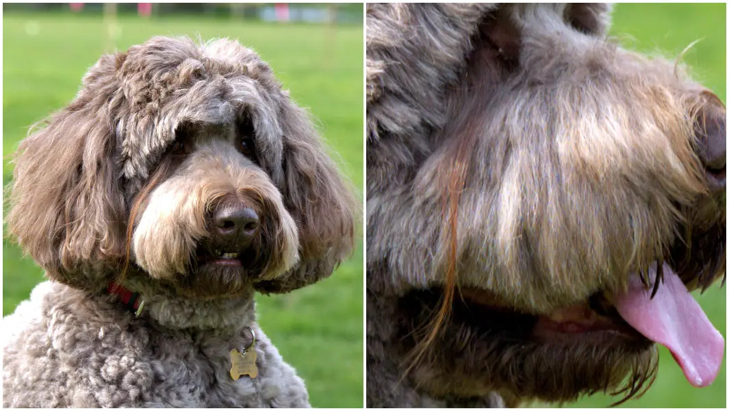 Perrita rompe Récord Guinness por tener las pestañas más largas del mundo