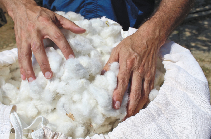 La apuesta por el algodón orgánico en Colombia