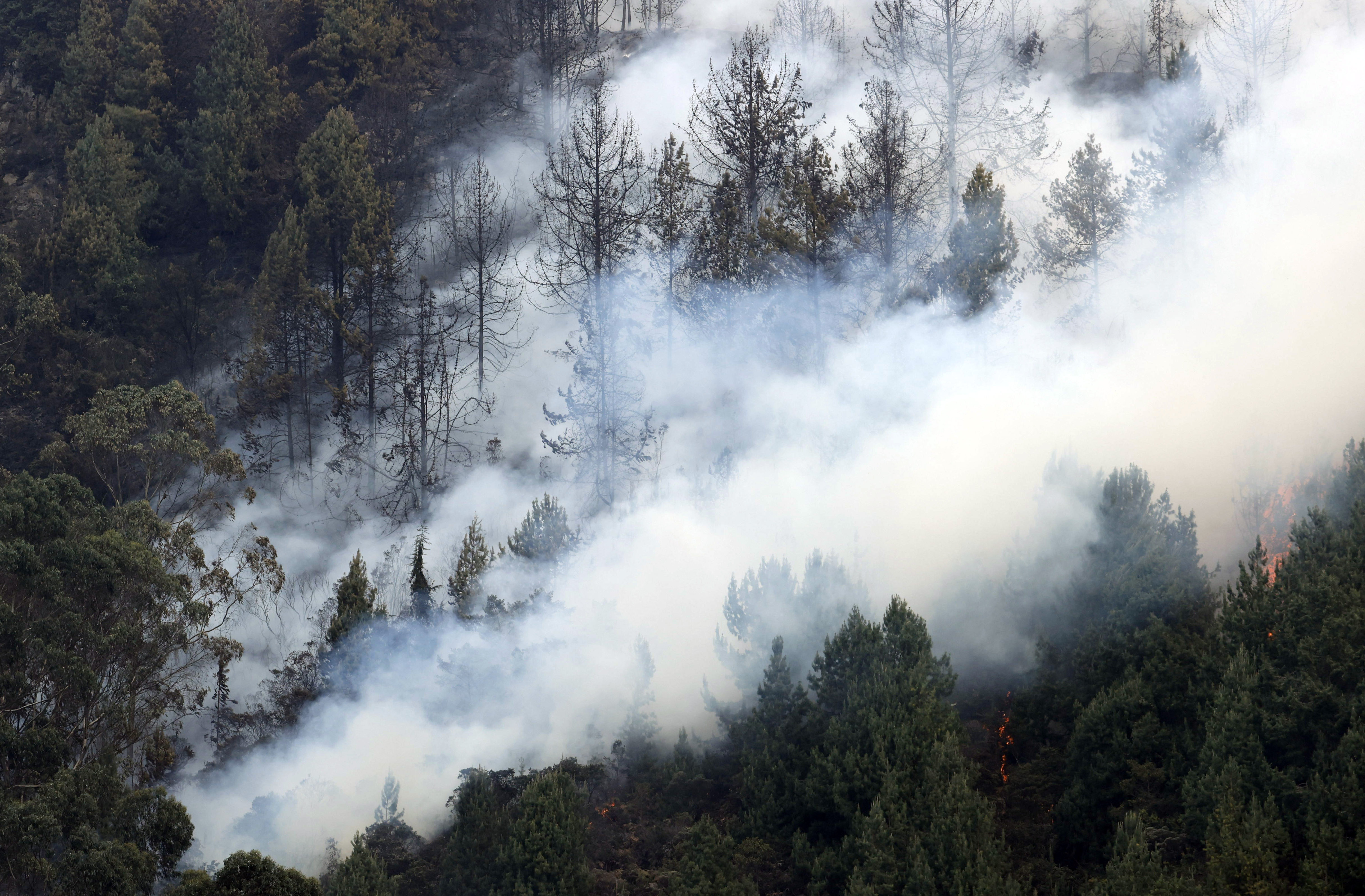 -FOTODELDÍA- AME2250. BOGOTÁ (COLOMBIA), 25/01/2024.- Fotografía de un incendio forestal hoy, en el cerro El Cable, en Bogotá (Colombia). En la ladera del cerro El Cable, donde desde el miércoles se encuentra el incendio más complicado, los habitantes viven atentos a los vehículos de emergencias que suben para atender las llamas, mientras que los vecinos de El Paraíso, en el céntrico barrio de Chapinero, se organizan para juntar comida y bebidas para bomberos, policías y militares. El fuego comenzó alrededor del mediodía, uniéndose al que ya acechaba a los vecinos de los cerros orientales el lunes y que aún sigue activo. Entonces, los vecinos comenzaron a enviar mensajes de texto y alertar sobre la amenaza del fuego.EFE/ Mauricio Dueñas Castañeda
