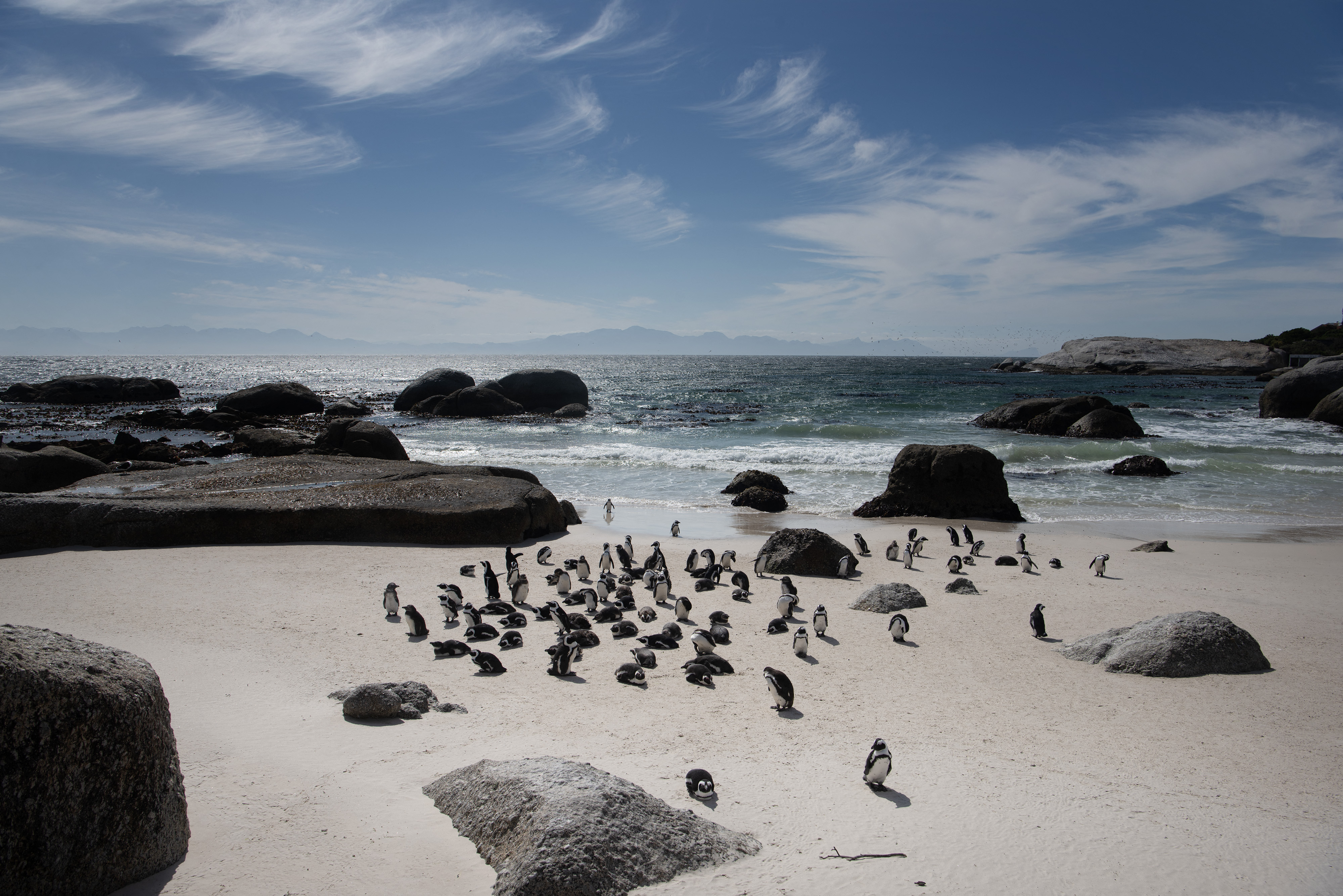 (FILES) African Penguins rest on the beach at the Boulders penguin colony, which is a popular tourist destination, in Simon's Town, near in Cape Town, on November 1, 2024.