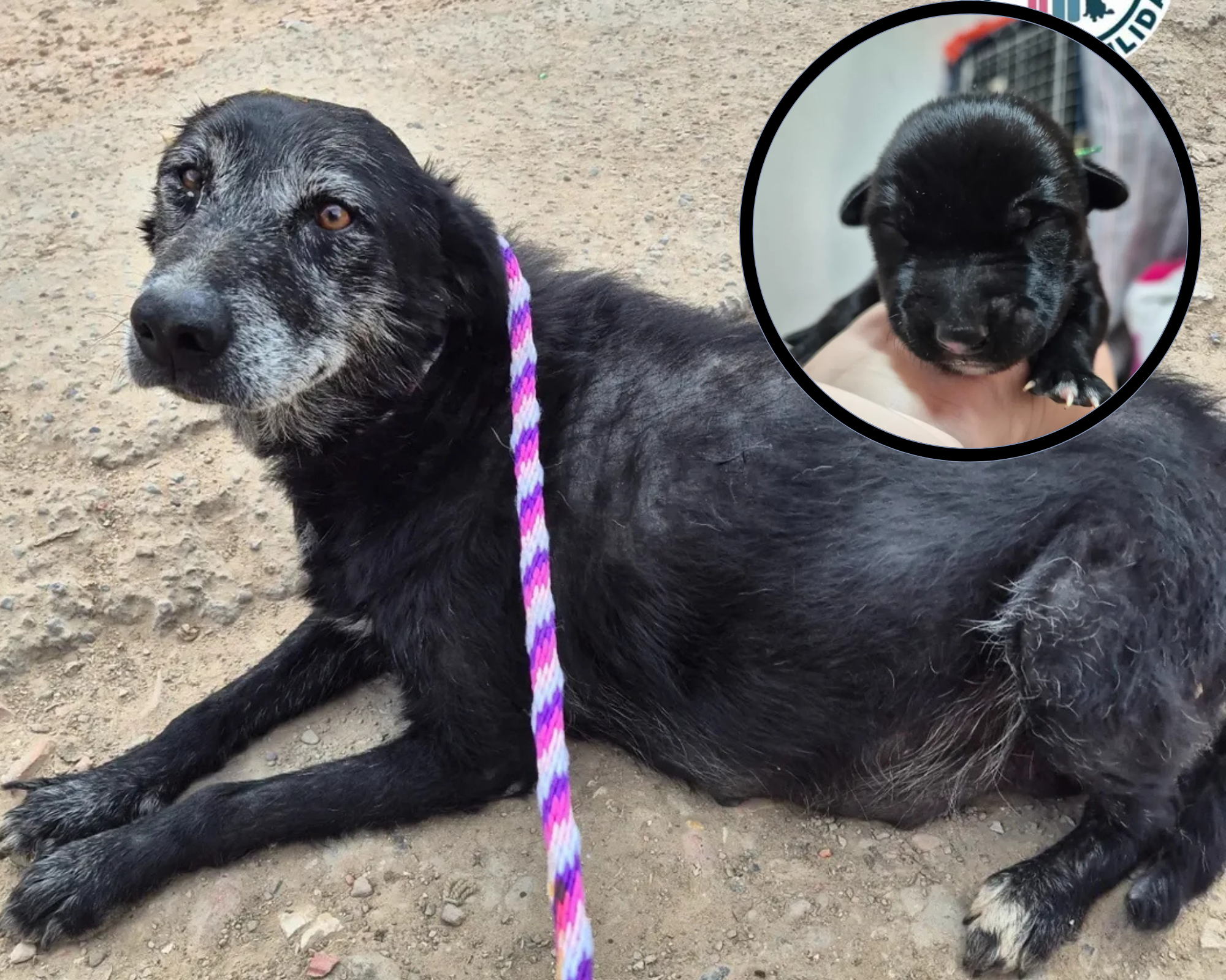 Murió Macarena, la perrita de 10 años rescatada embarazada: sus cachorros necesitan ayuda
