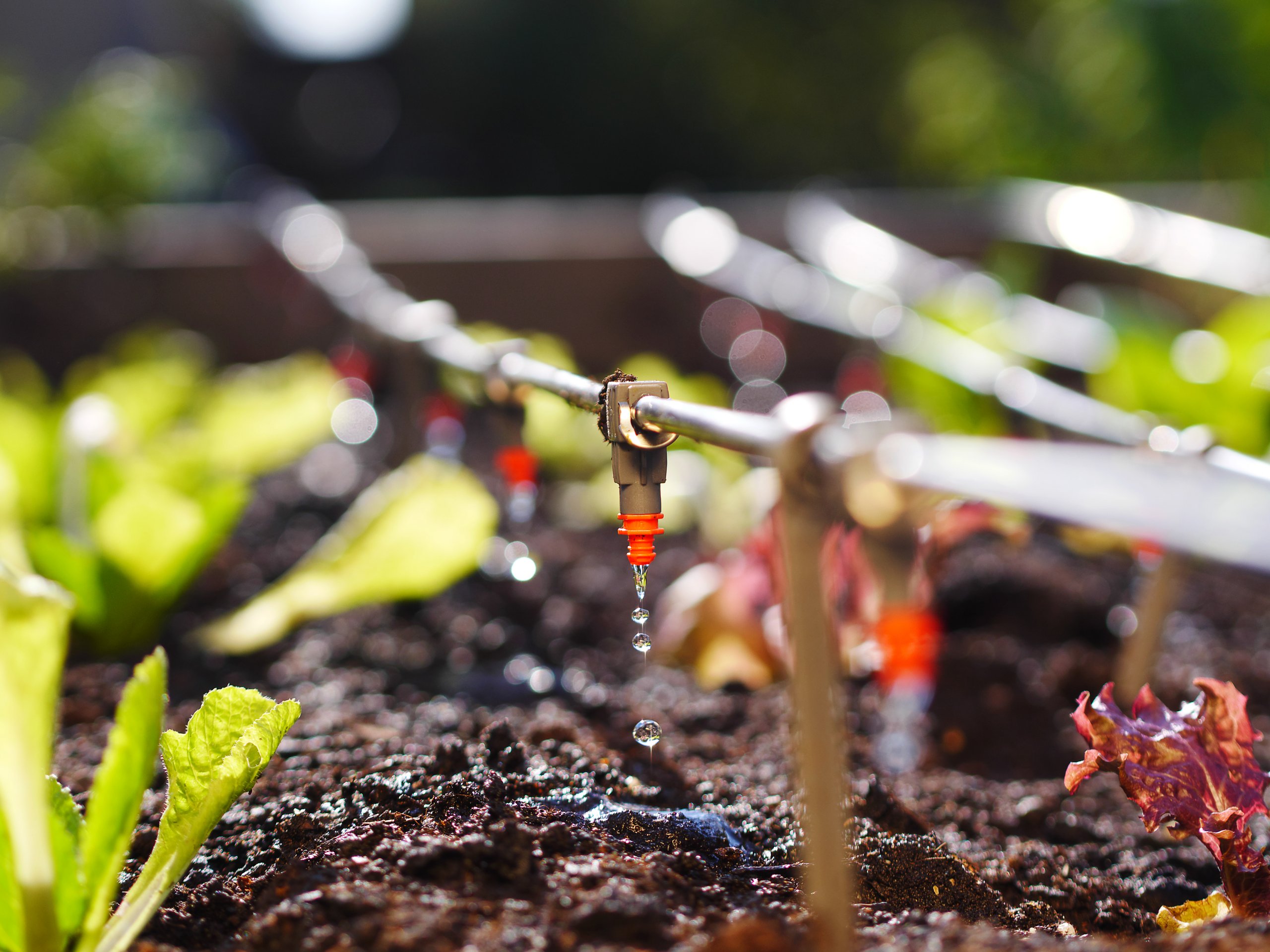 Cómo evitar que sus plantas sufran por el calor, sin desperdiciar agua