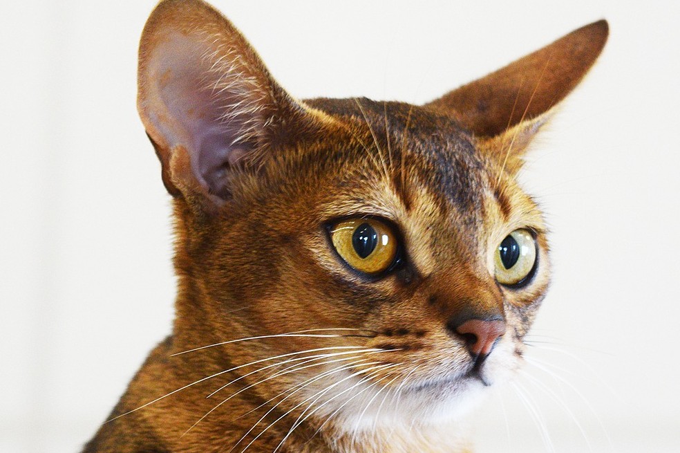 gato, gato en casa. minino, felino. Gato abisinio