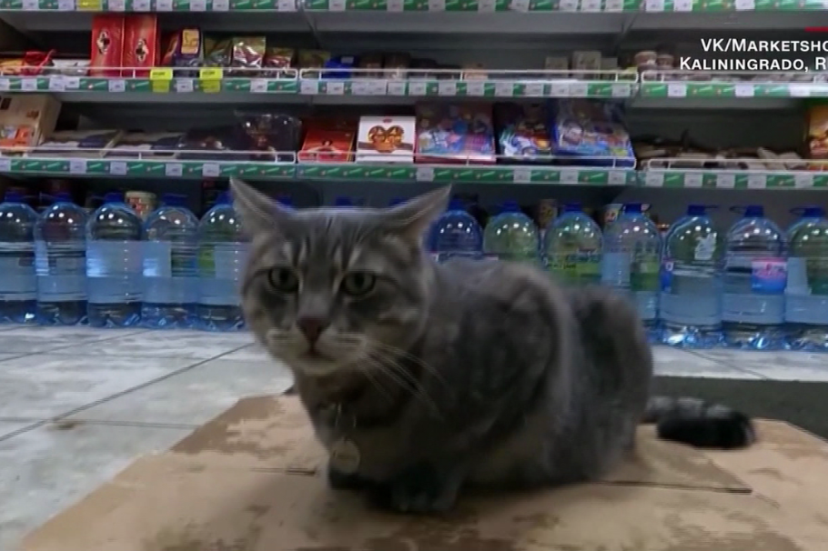 Gato fue echado de un supermercado tras ser “empleado del año”