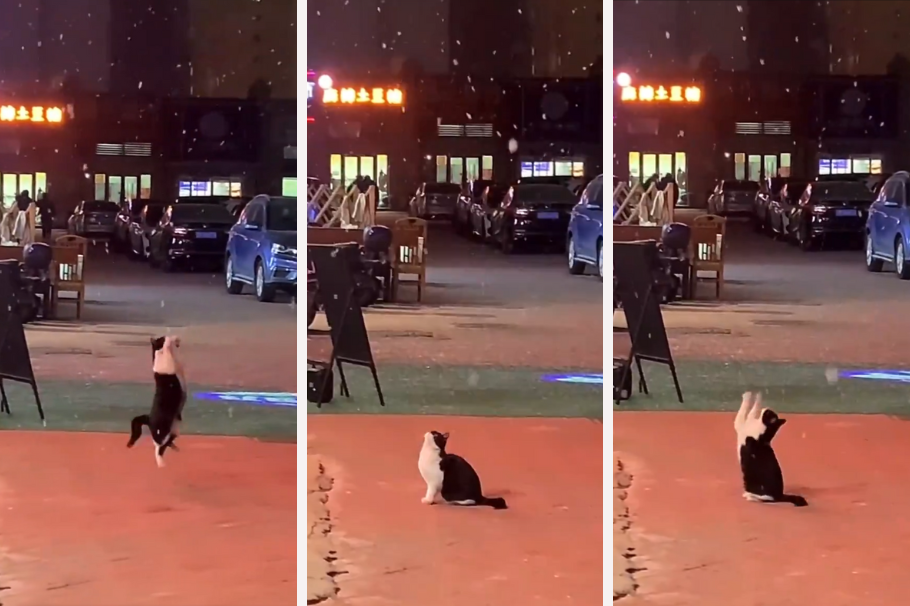 Un gato intenta capturar copos de nieve: un momento divertido que se volvió viral