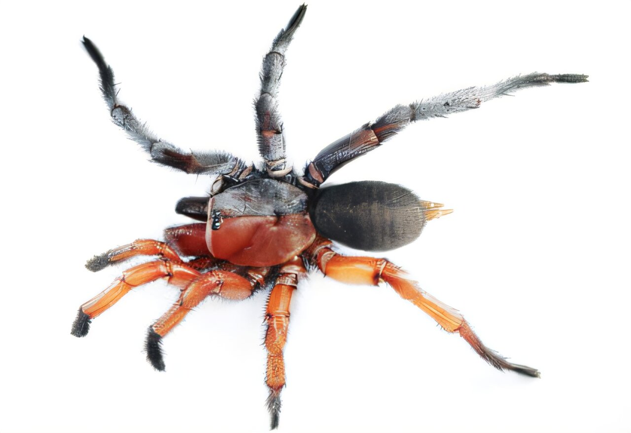 Una araña mitad macho, mitad hembra sorprende a científicos en Tailandia