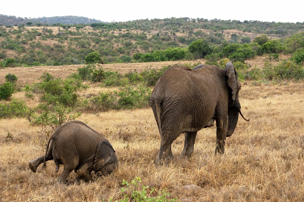 Faceplant: en, Namibia, una de elefante corrió para alcanzar a su madre y tropezó con sus patas delanteras.