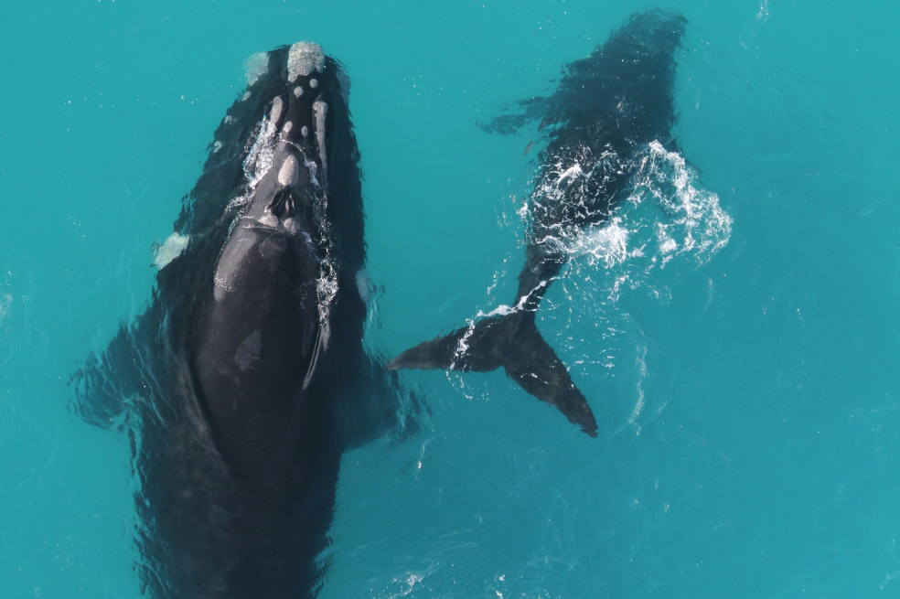 Esta especie de ballena podría vivir 130 años, el doble de lo que se pensaba