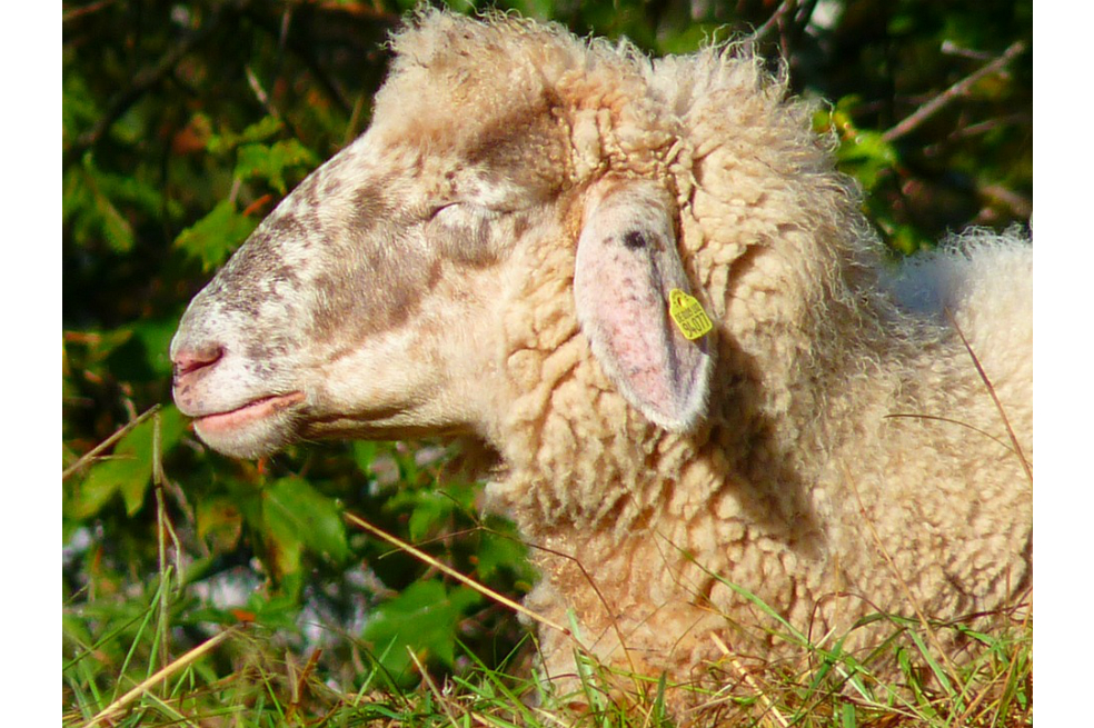 República Checa prohíbe la cría de animales para comercializar su piel