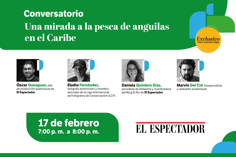 La pesca de anguilas: el negocio millonario que termina en un plato de sushi