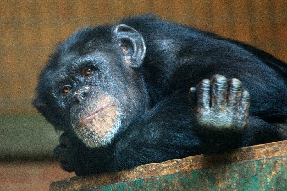 Un gorila a 400.000 euros: el tráfico de primates continúa