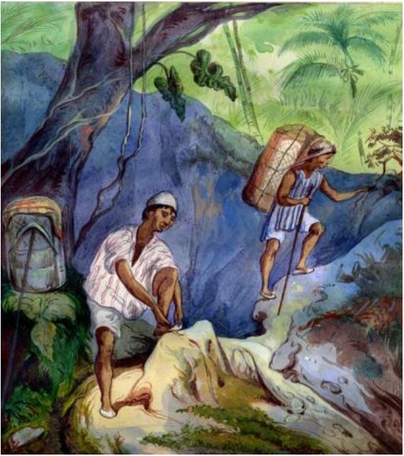 Porteadores en la montaña de Barbacoas bajo el pincel de Manuel María Paz en 1853. Crédito: Comisión Corográfica, Biblioteca Nacional de Colombia.