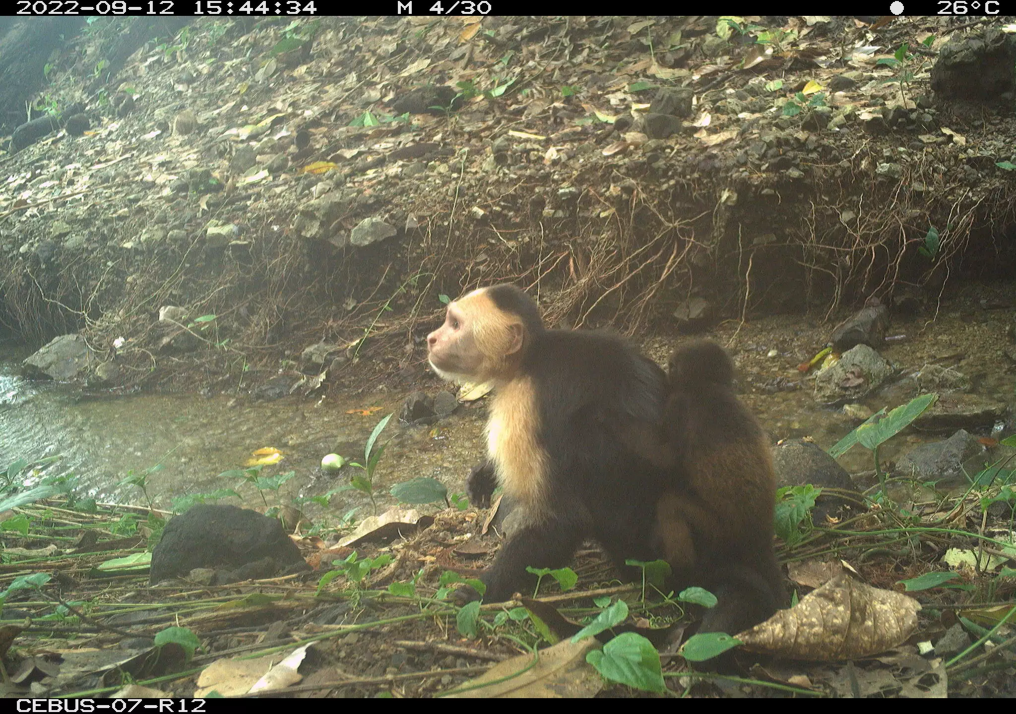 Estos monos capuchinos secuestran crías de monos aulladores