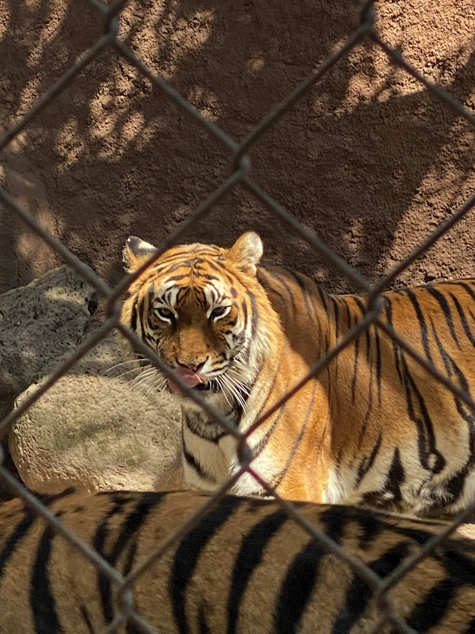 Asociación mexicana envía 200 tigres para evitar su extinción en la India