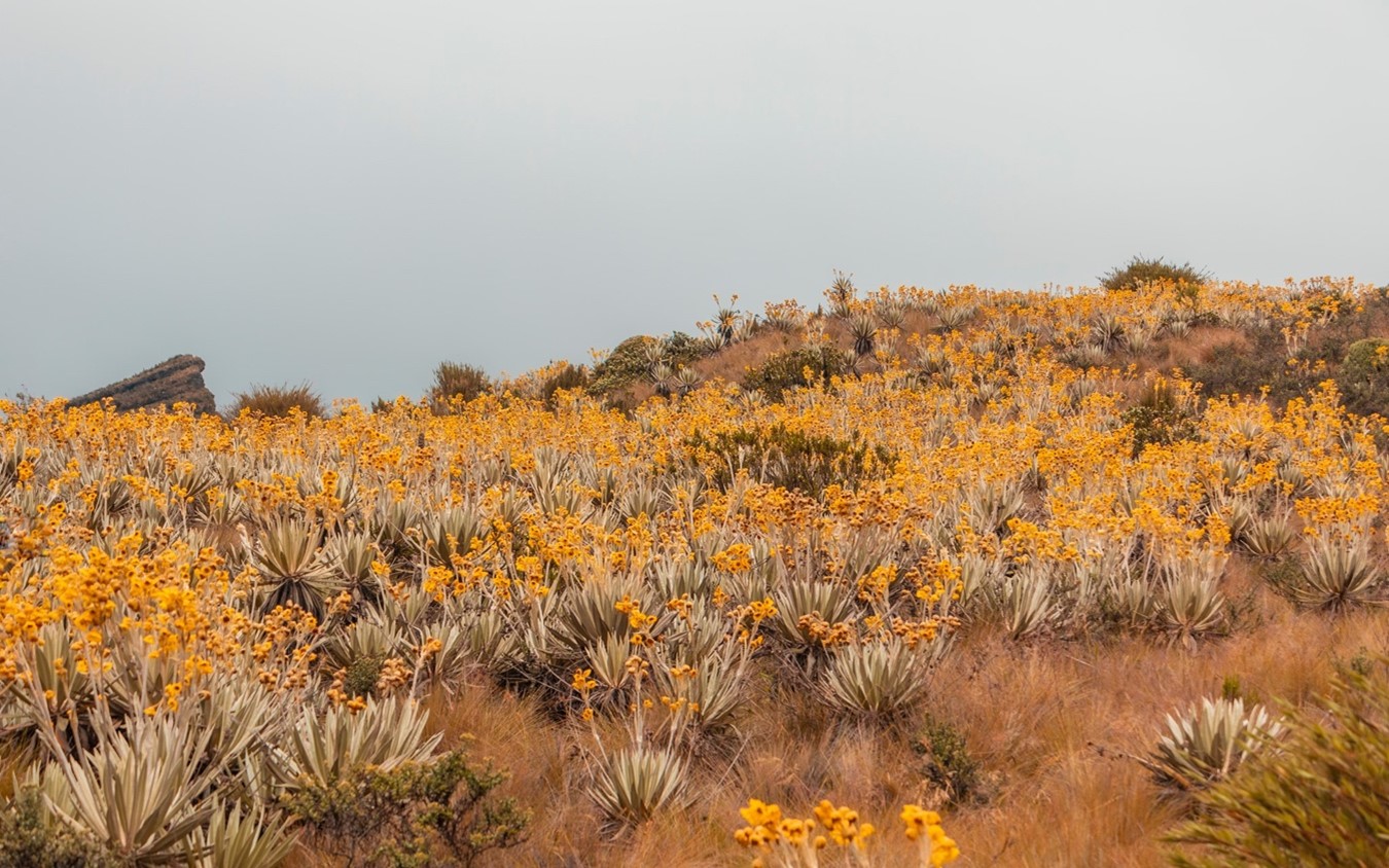 Durante el mes septiembre, el páramo se viste de amarillo para atraer a sus polinzadores y encantar a los visitantes.