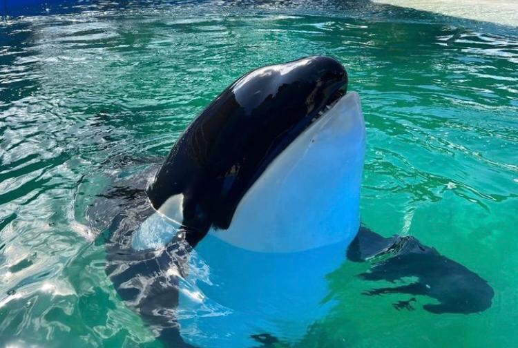 Acuarios en la mira: lo que hay detrás del posible cierre del Miami Seaquarium