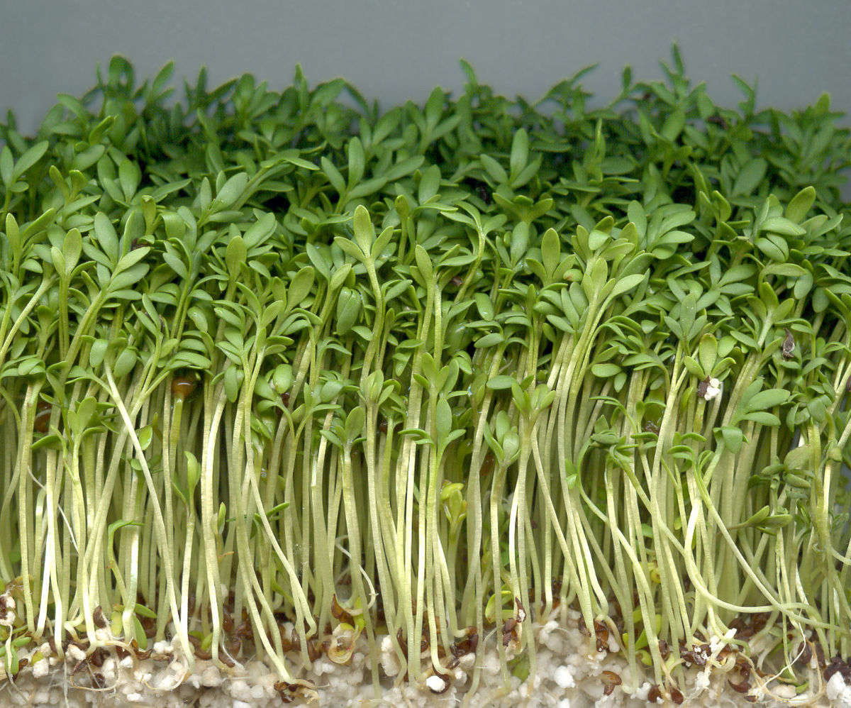 El Berro de Jardín es una planta extremadamente rápida de crecer y sencilla de manejar, lo que la convierte en una elección perfecta tanto para principiantes como para cultivadores experimentados