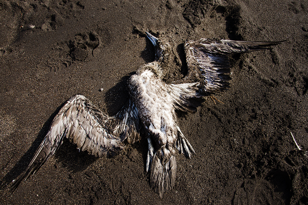 Muerte masiva de aves prende las alarmas en el sur de Chile