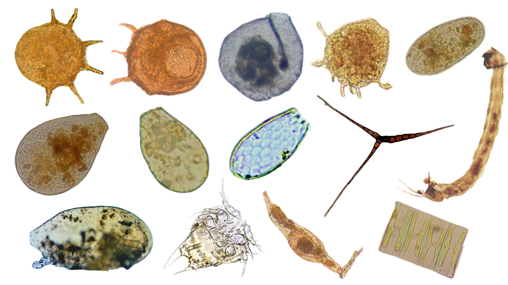 El mundo microscópico que hallaron en una recóndita cueva de la Amazonia