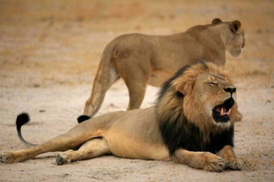 Arrancó operativo de traslado de nueve leones de Bucaramanga a Bogotá