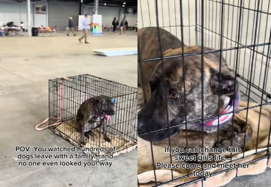 Cali fue entregada por primera vez al refugio en la primavera de 2023, cuando era una cachorra, junto a sus hermanos.