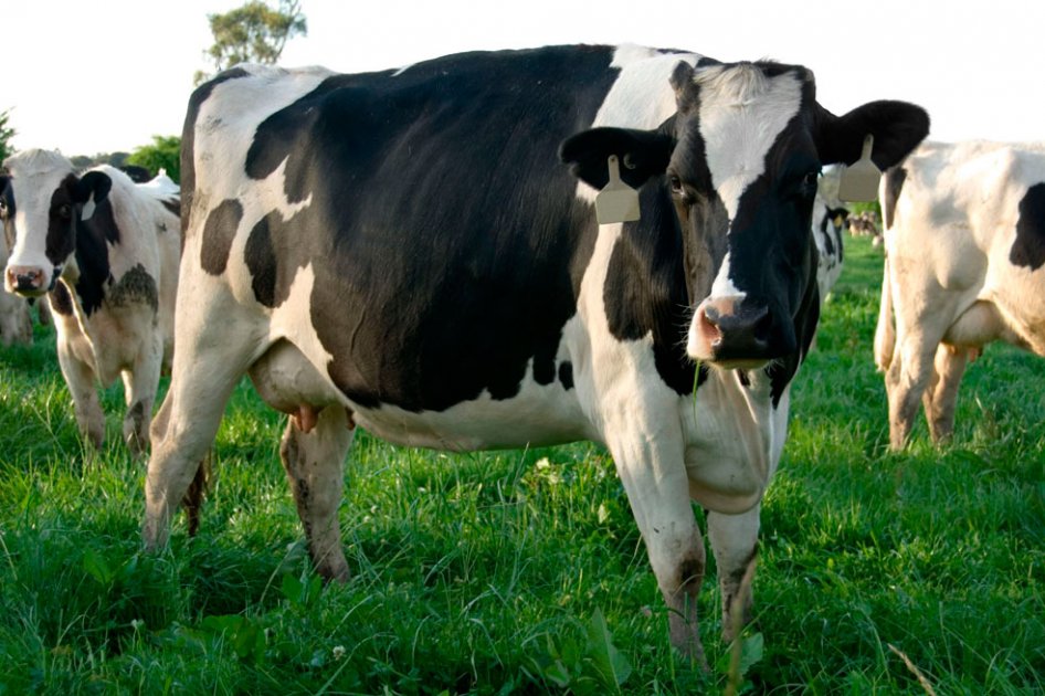 Vacas lecheras