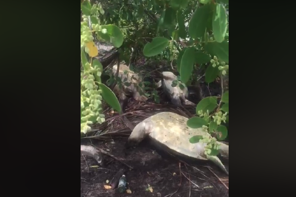 Denuncian caza de tortugas en Sucre