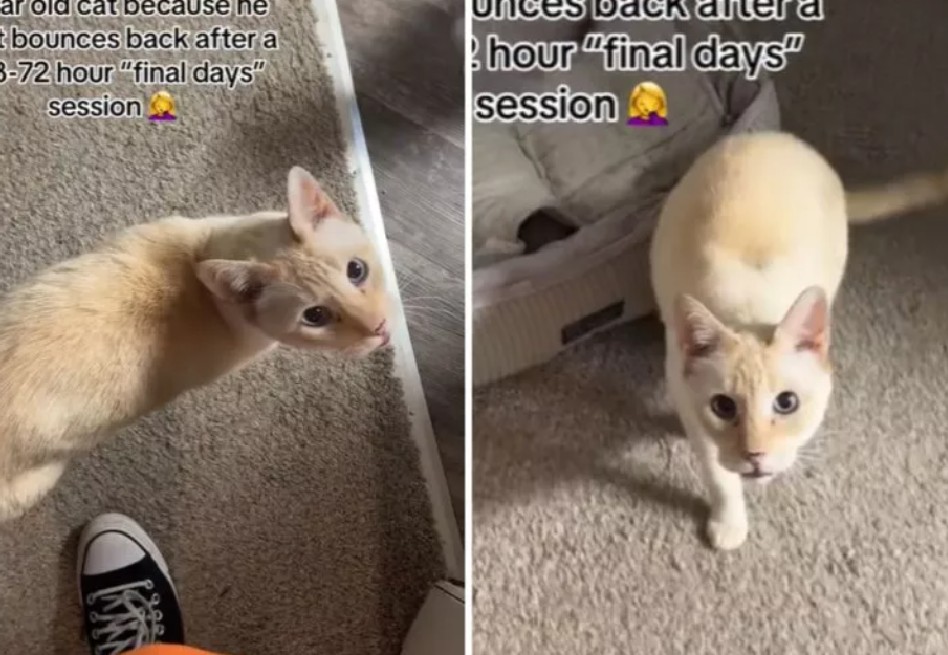 Un adiós imposible: la historia de Patrick, el gato que sorprende con su vitalidad