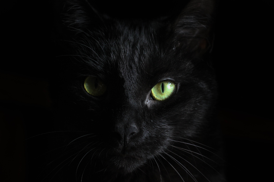 Mentiras más comunes sobre los gatos negros que nos dijeron