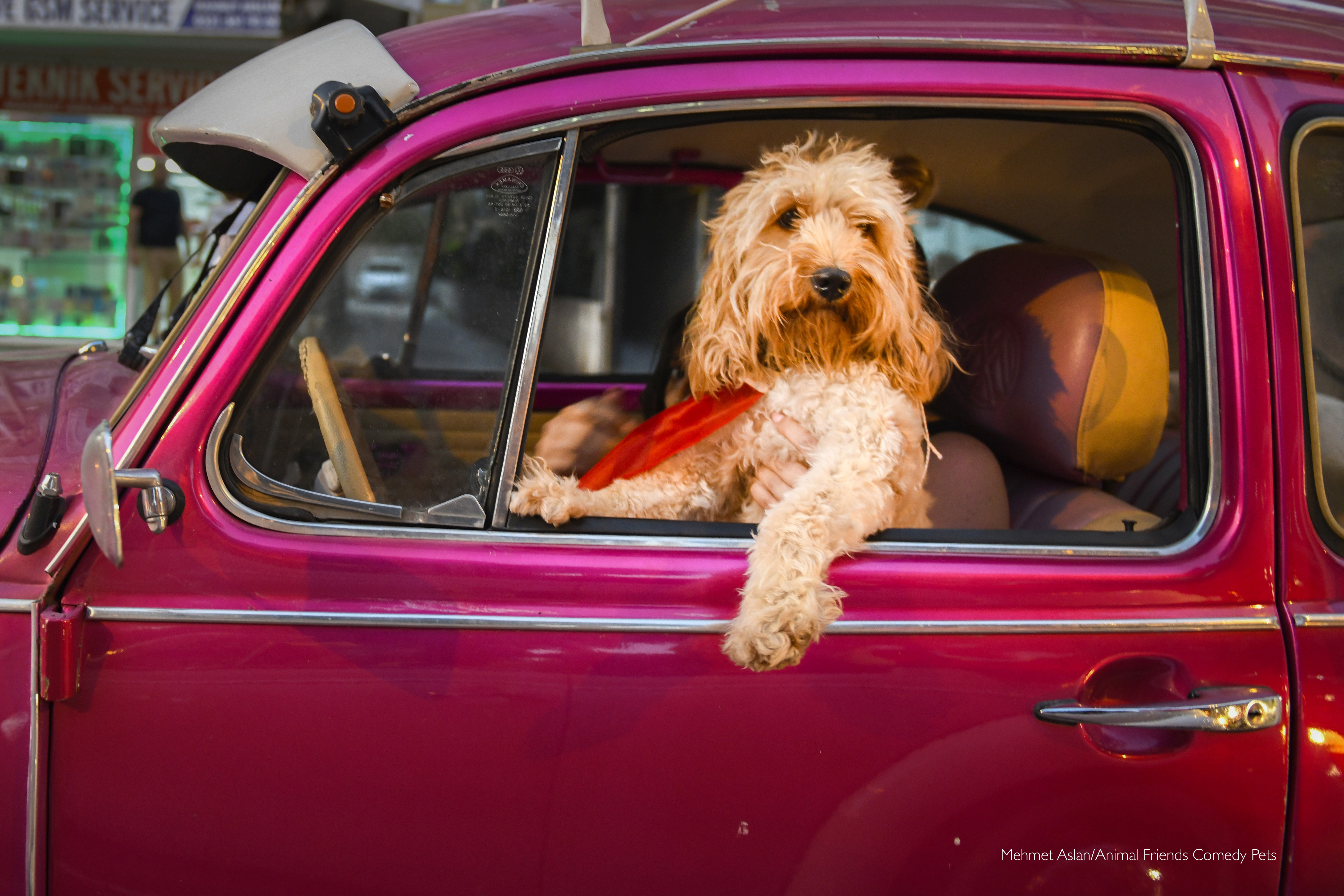 En imágenes: los ganadores de las fotos más graciosas de mascotas de 2022