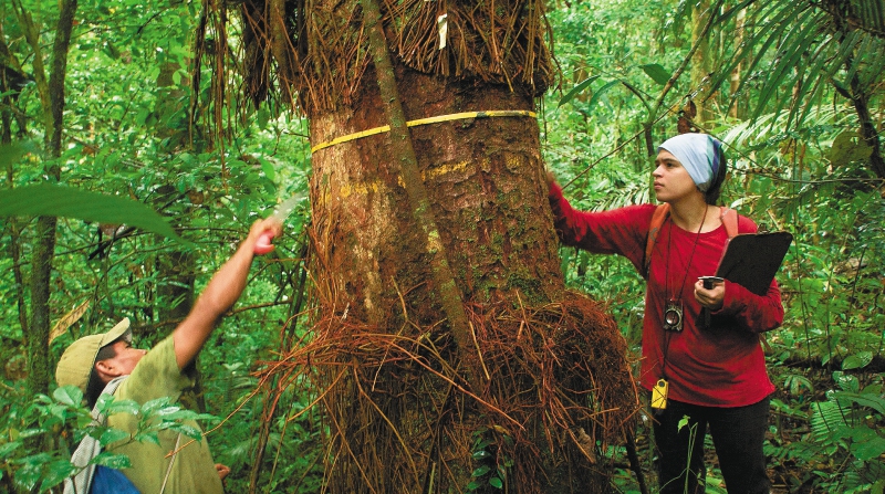 Monitorear los árboles de la Amazonia para entender el cambio climático en Colombia