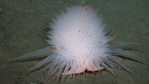 30 posibles nuevas especies: el resultado de una nueva expedición al fondo del mar