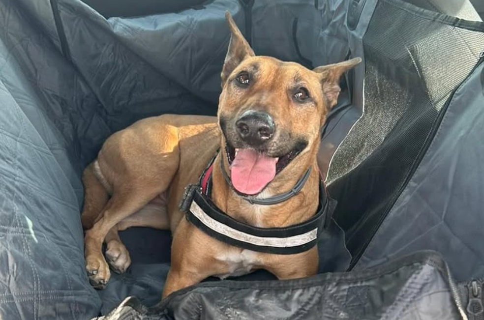 Devuelven a Lua, tras tres años de adopción, por una razón inaceptable