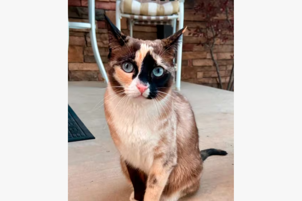 Un gato fue enviado por correo a California: un error angustiante